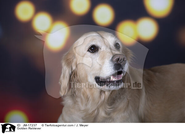 Golden Retriever / Golden Retriever / JM-17237