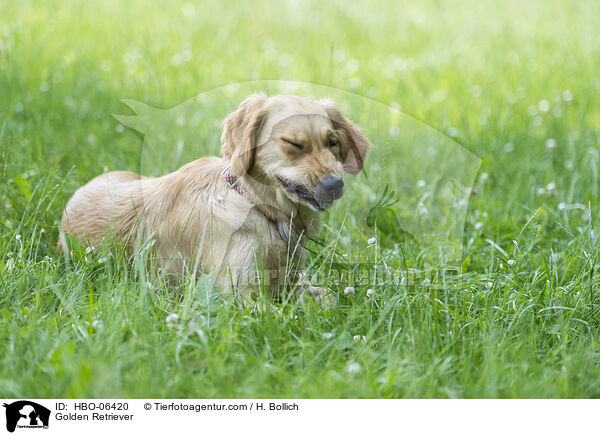 Golden Retriever / HBO-06420