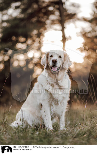 Golden Retriever / Golden Retriever / LB-02182