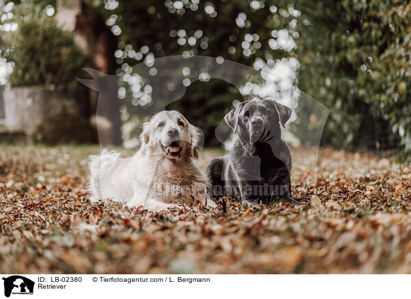 Retriever / LB-02380