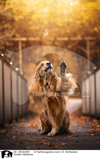 Golden Retriever / Golden Retriever / DH-03061