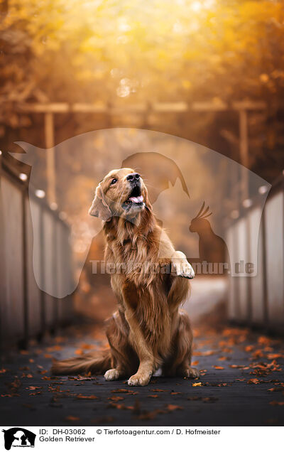 Golden Retriever / Golden Retriever / DH-03062