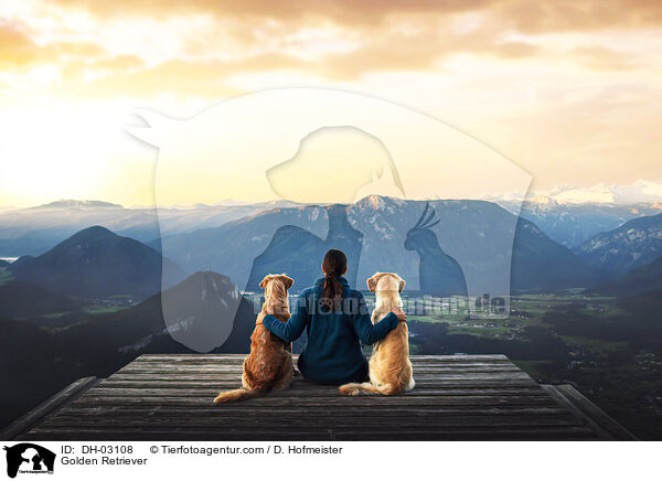 Golden Retriever / Golden Retriever / DH-03108