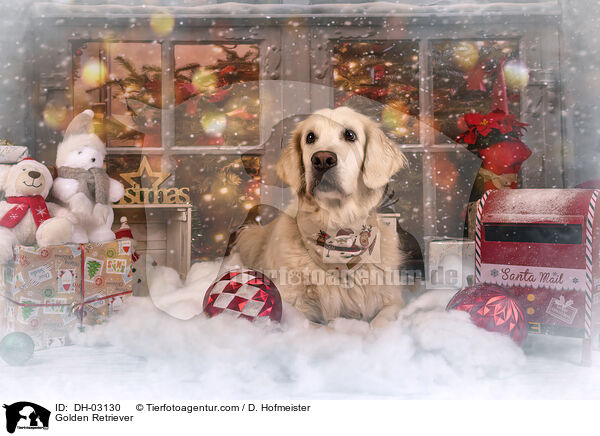 Golden Retriever / Golden Retriever / DH-03130