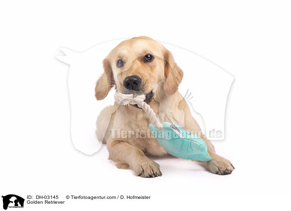 Golden Retriever / Golden Retriever / DH-03145