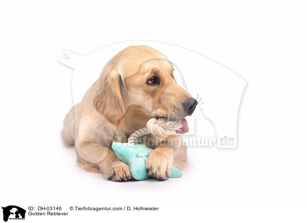 Golden Retriever / DH-03146