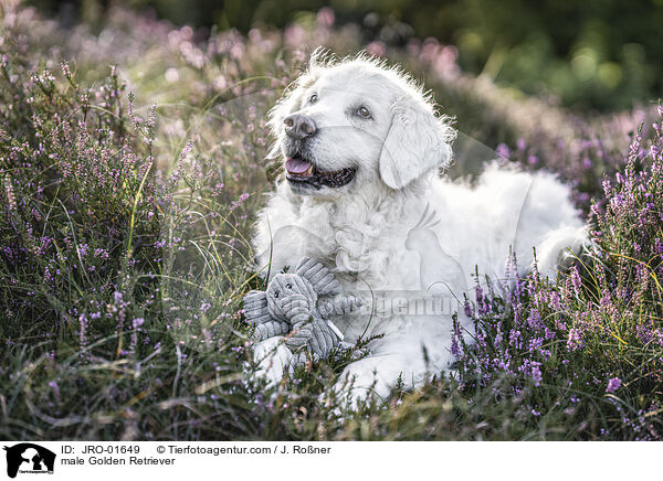 Golden Retriever Rde / male Golden Retriever / JRO-01649