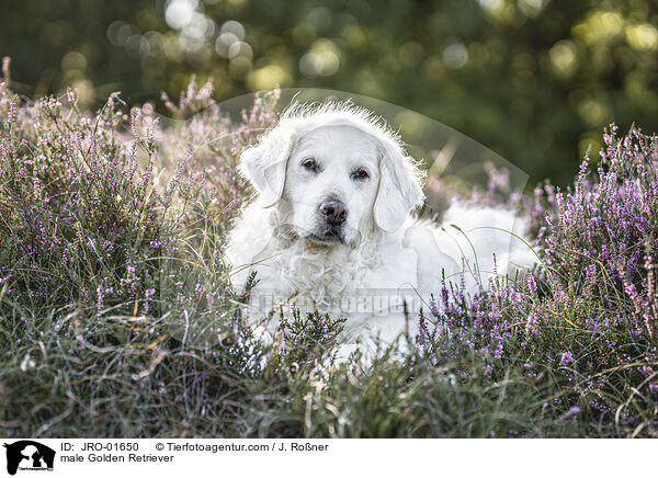 Golden Retriever Rde / male Golden Retriever / JRO-01650