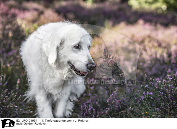 Golden Retriever Rde / male Golden Retriever / JRO-01651