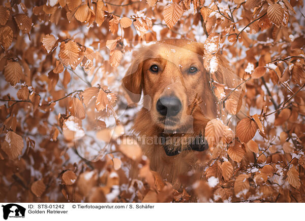 Golden Retriever / Golden Retriever / STS-01242