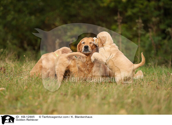 Golden Retriever / Golden Retriever / KB-12885