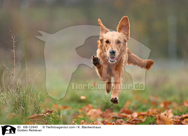 Golden Retriever / Golden Retriever / KB-12940