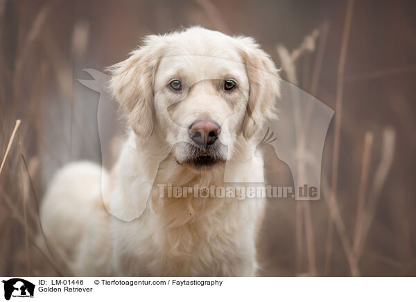 Golden Retriever / Golden Retriever / LM-01446