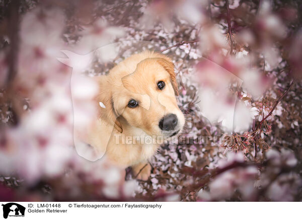 Golden Retriever / Golden Retriever / LM-01448
