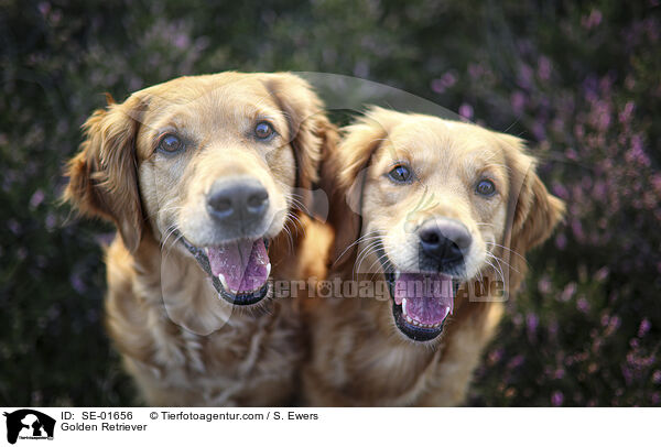 Golden Retriever / Golden Retriever / SE-01656