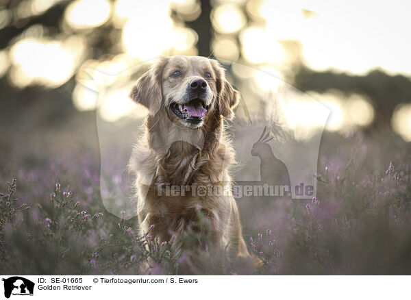 Golden Retriever / Golden Retriever / SE-01665