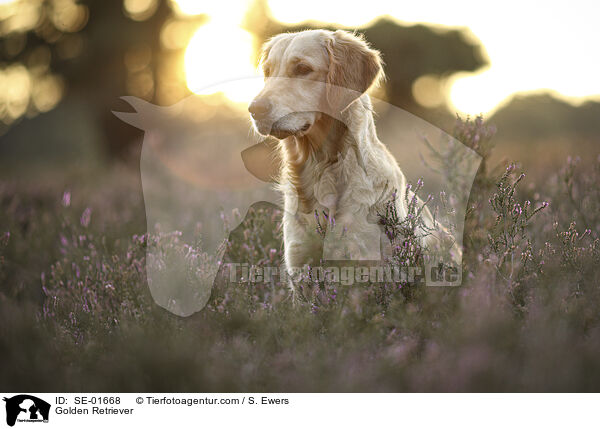 Golden Retriever / Golden Retriever / SE-01668