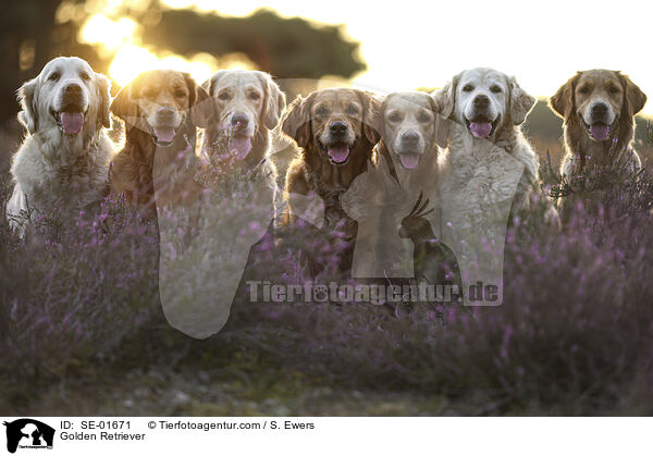 Golden Retriever / Golden Retriever / SE-01671
