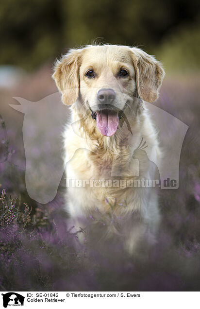 Golden Retriever / Golden Retriever / SE-01842