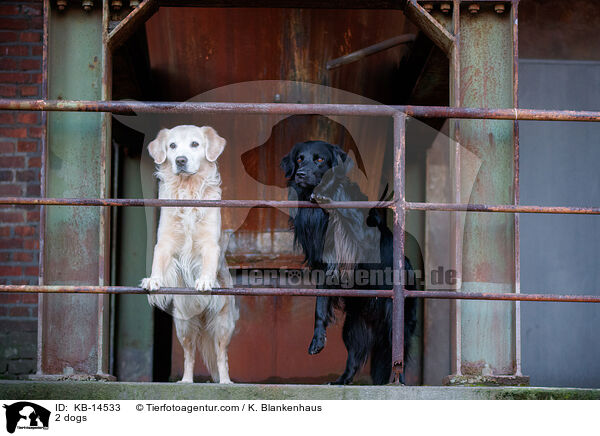 2 Hunde / 2 dogs / KB-14533