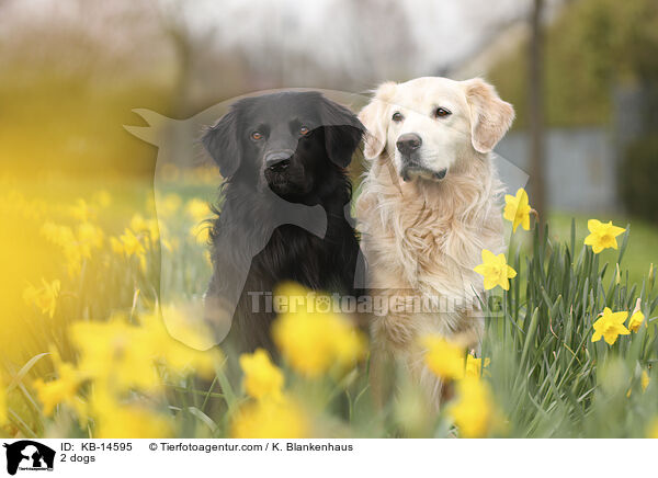 2 Hunde / 2 dogs / KB-14595