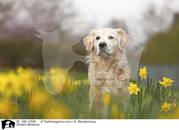 Golden Retriever / Golden Retriever / KB-14596