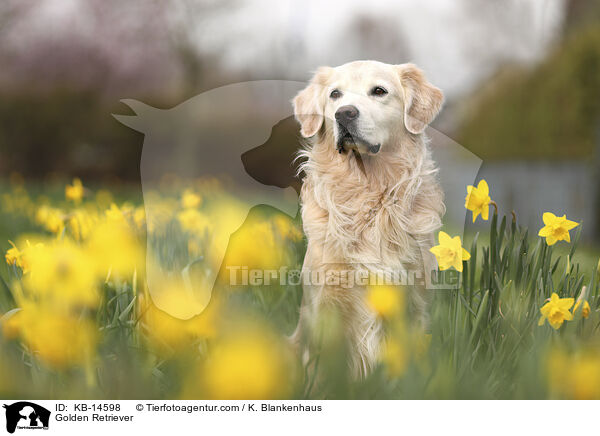Golden Retriever / Golden Retriever / KB-14598