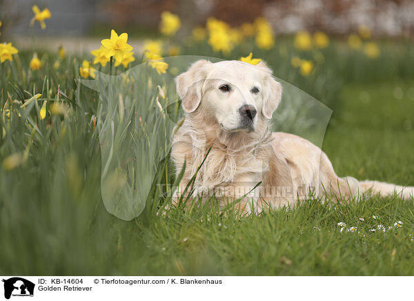 Golden Retriever / Golden Retriever / KB-14604