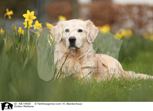 Golden Retriever / Golden Retriever / KB-14605