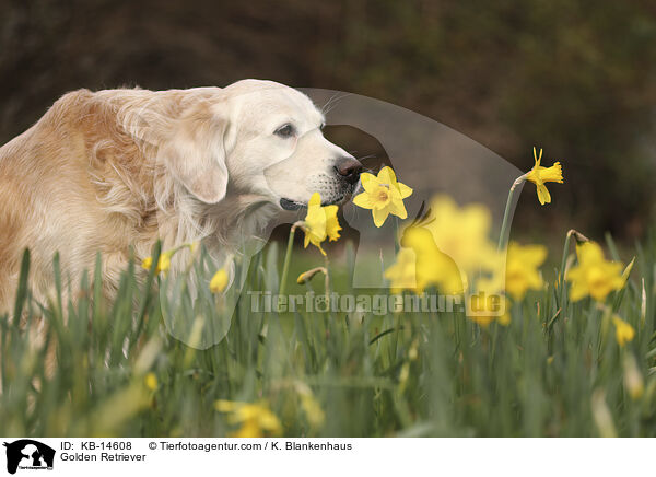 Golden Retriever / Golden Retriever / KB-14608