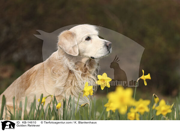 Golden Retriever / Golden Retriever / KB-14610
