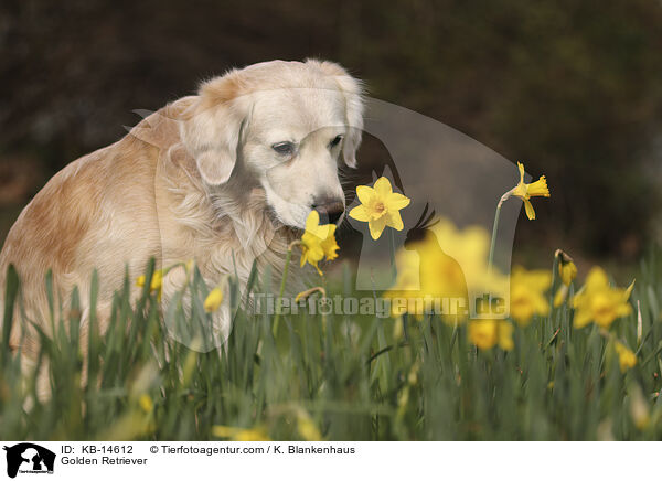 Golden Retriever / Golden Retriever / KB-14612