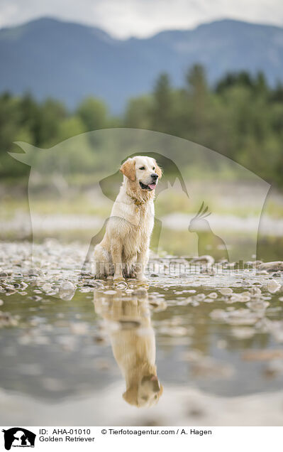 Golden Retriever / Golden Retriever / AHA-01010