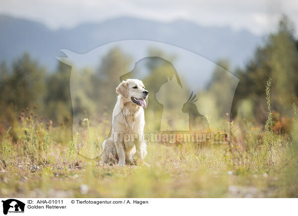 Golden Retriever / Golden Retriever / AHA-01011