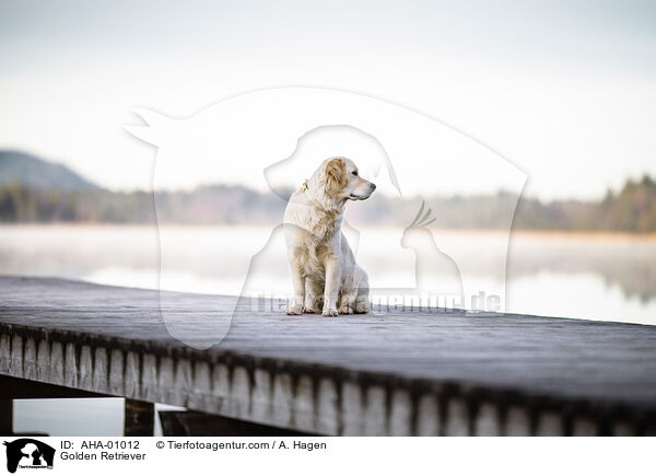 Golden Retriever / Golden Retriever / AHA-01012