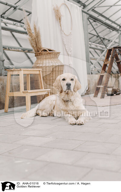 Golden Retriever / Golden Retriever / AHA-01016