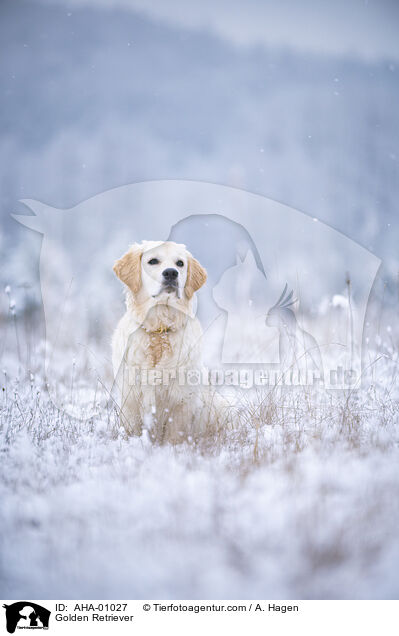 Golden Retriever / Golden Retriever / AHA-01027