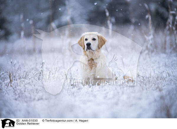 Golden Retriever / Golden Retriever / AHA-01030