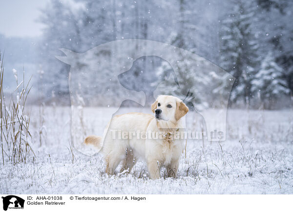 Golden Retriever / Golden Retriever / AHA-01038