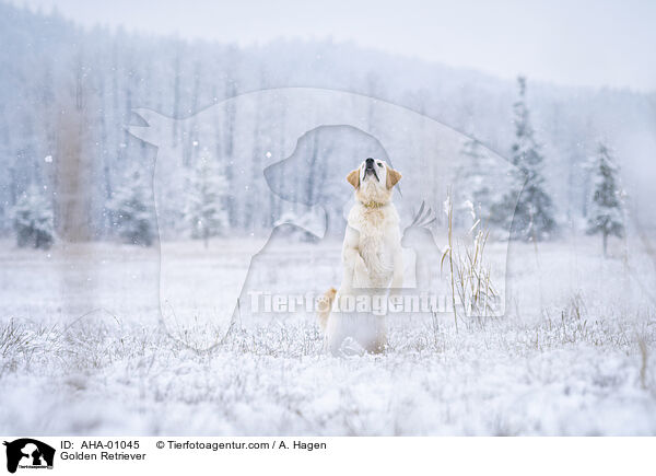 Golden Retriever / Golden Retriever / AHA-01045