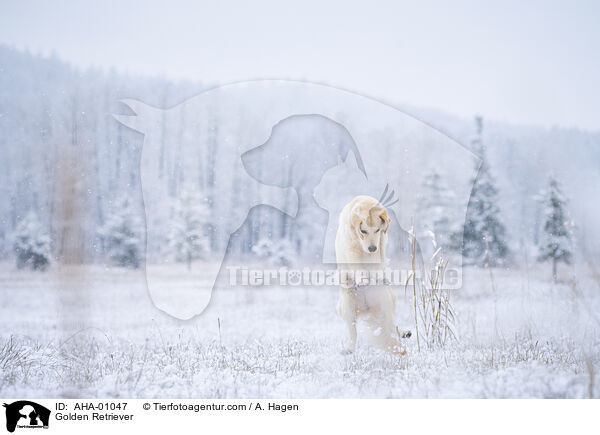 Golden Retriever / Golden Retriever / AHA-01047