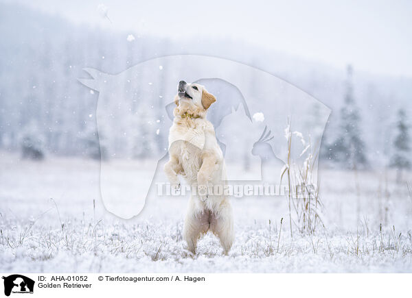 Golden Retriever / Golden Retriever / AHA-01052