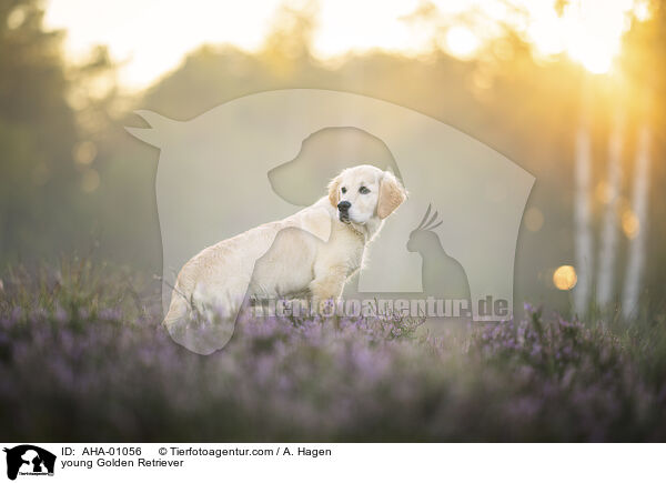 junger Golden Retriever / young Golden Retriever / AHA-01056