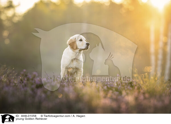 junger Golden Retriever / young Golden Retriever / AHA-01058