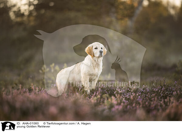junger Golden Retriever / young Golden Retriever / AHA-01060