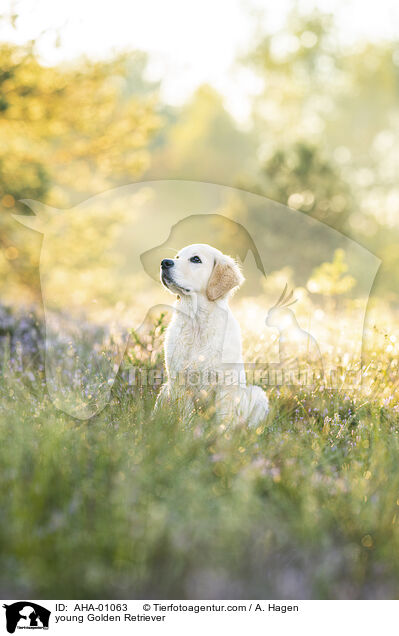 junger Golden Retriever / young Golden Retriever / AHA-01063