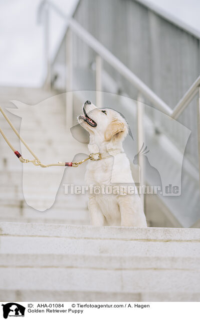 Golden Retriever Welpe / Golden Retriever Puppy / AHA-01084