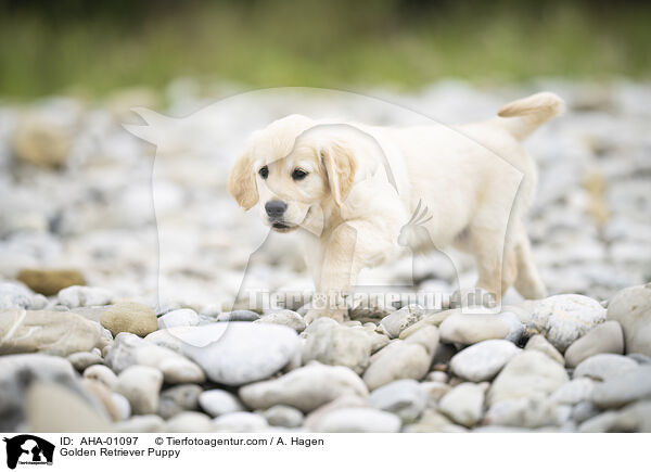 Golden Retriever Welpe / Golden Retriever Puppy / AHA-01097