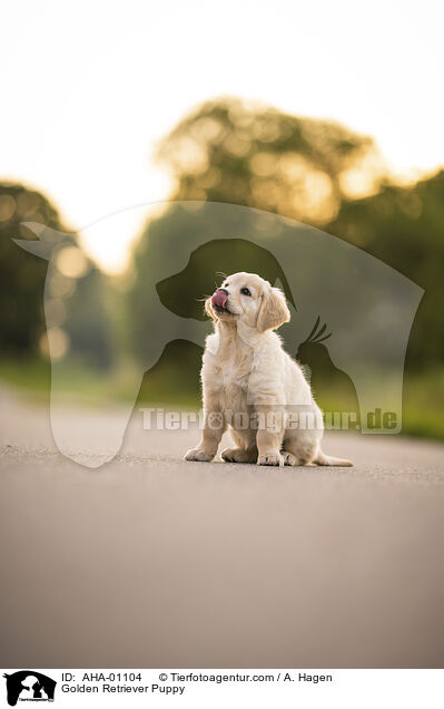 Golden Retriever Puppy / AHA-01104