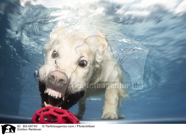 Golden Retriever / Golden Retriever / BS-08740